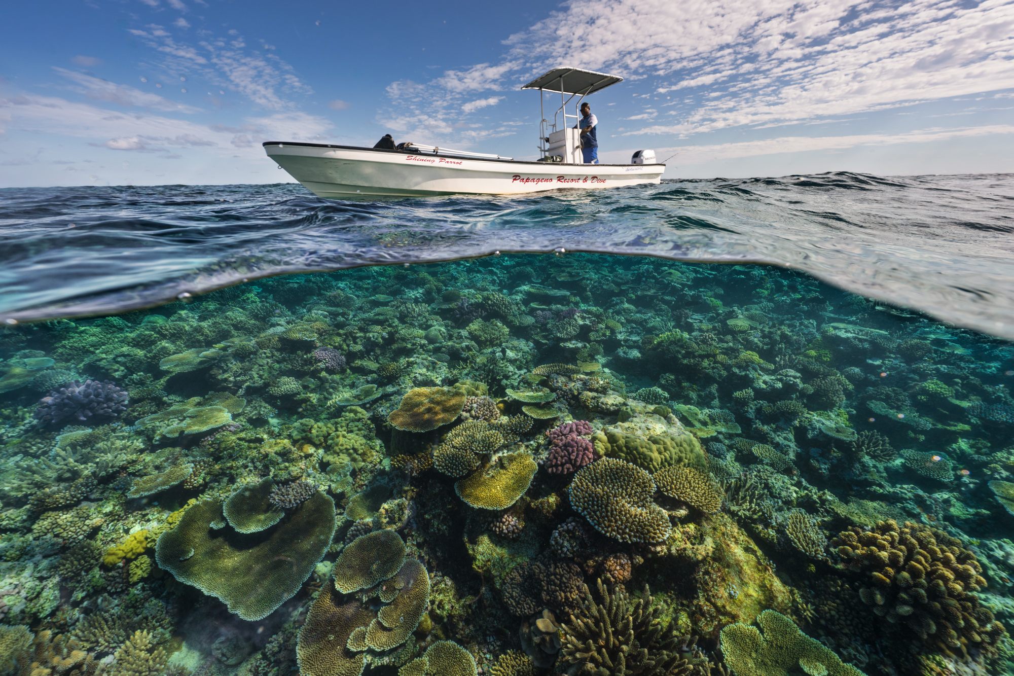 Papageno Resort Background